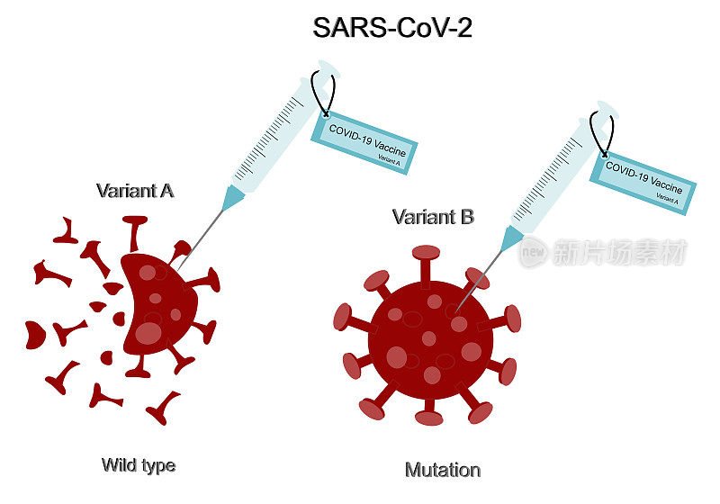 SARS-CoV-2 (COVID-19)疫苗不同变体的比较:突变型和野生型